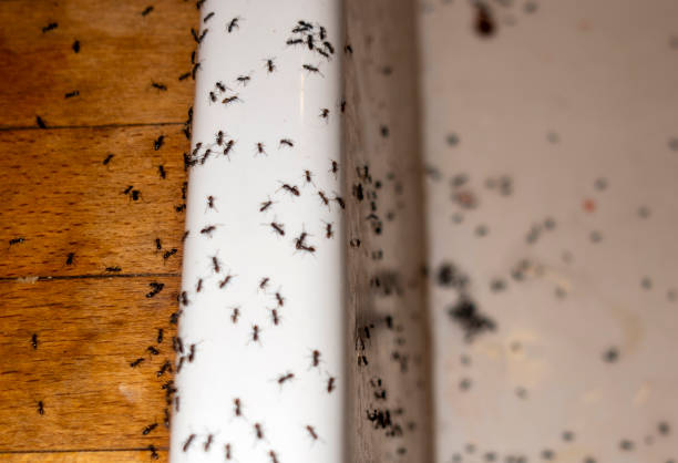 Best Wildlife Control Services  in Santa Fe, TX