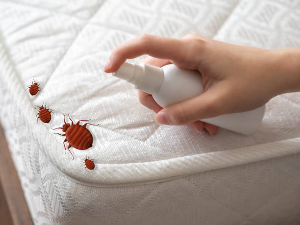 Best Pest Control Treatment  in Santa Fe, TX