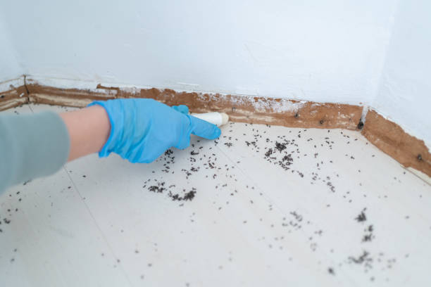 Best Bed Bug Extermination  in Santa Fe, TX